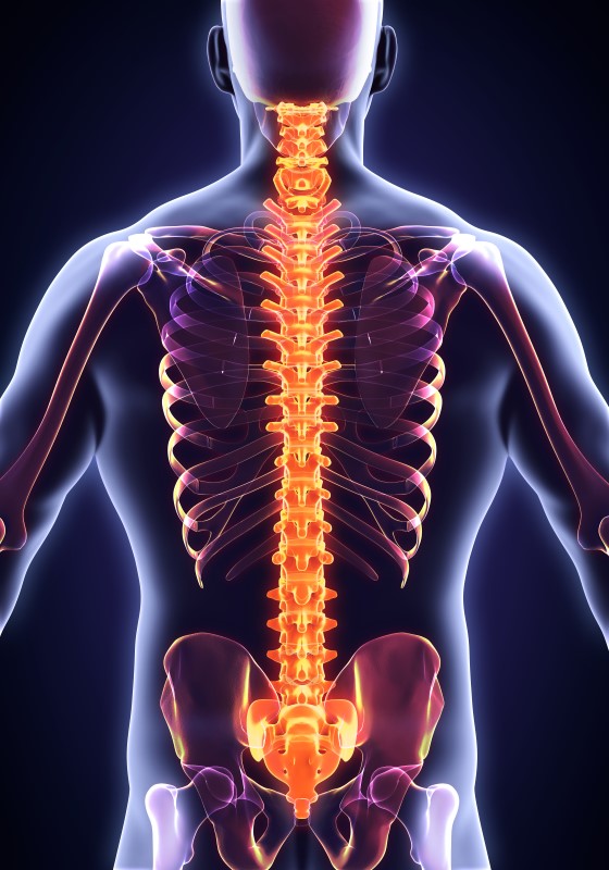 Human Male Spine Anatomy