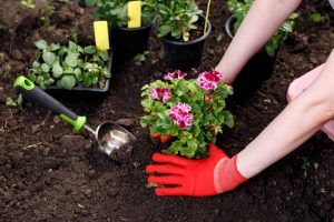 back safe gardening advice from our stoke chiro